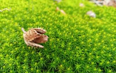 Die Kraft der Stille – Warum sie in stürmischen Zeiten wichtiger denn je ist